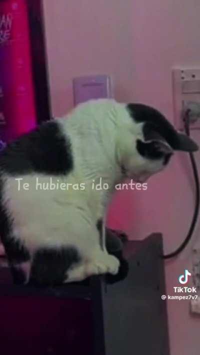 Todos hemos sido un michito triste en este TikTok llamado vida