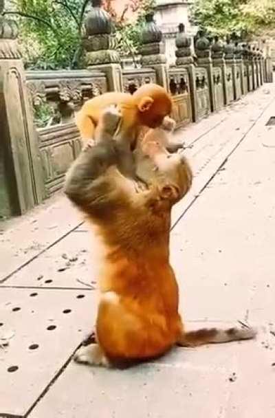 monkey mama and her baby