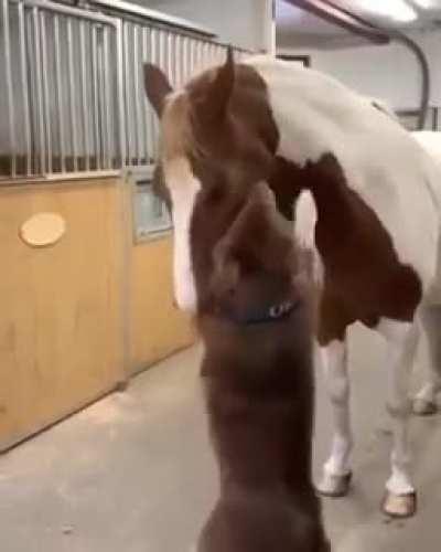 This gentle dog and adorable horse.