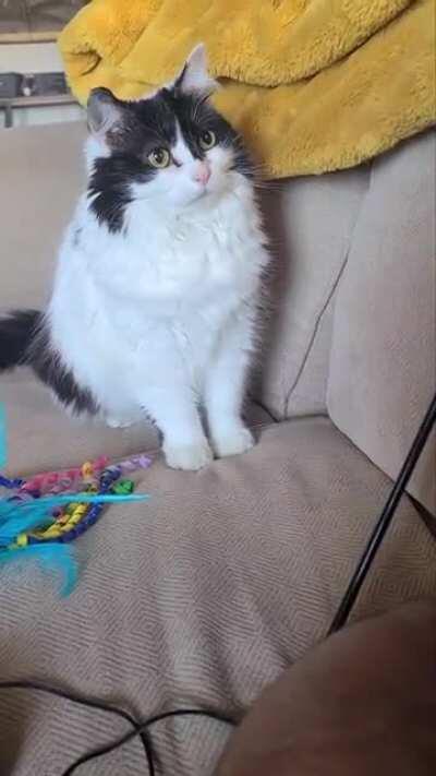 Mopsy wants to play! (Don't worry, we played after)