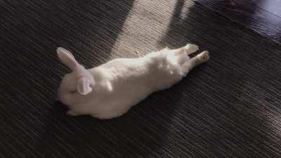 Cooper has taken to wagging his tail when flopped sometimes! Has anyone else seen this before? Every article I’ve seen says wagging = annoyed, but that doesn’t seem to match the rest of his body language.