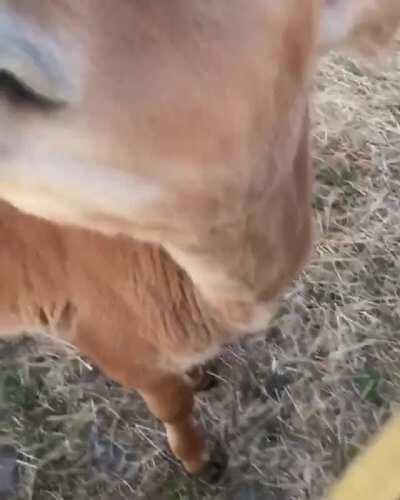 Baby Christina gets some love at Fields of Freedom Farm Sanctuary