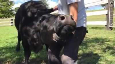 Oink the cow being brushed at Where Pigs Fly Farm Sanctuary,