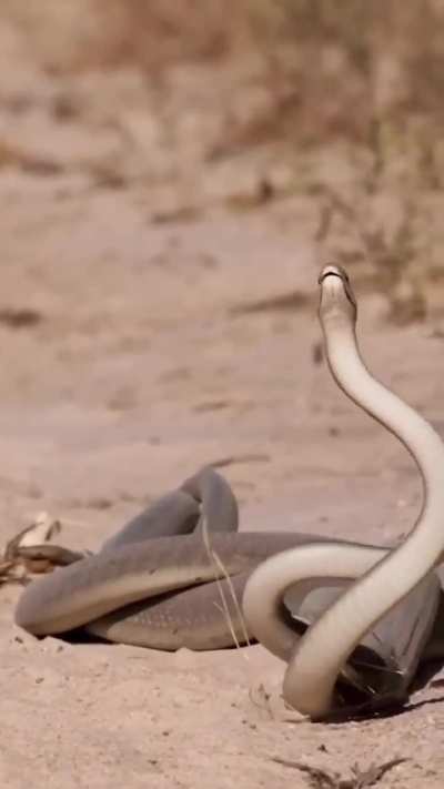 🔥 The plaited dance of fighting black mambas
