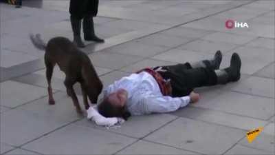 A stray good boy helping a man pretending to be wounded!