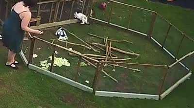 Our rabbits went loopy, in a bad way, at breakfast time this morning?!