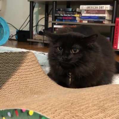 Ears: back. Pupils: dilated. Butt: wiggled. Three last things you see before she eats you.