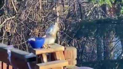 squirrel eat fermented pear and get drunk