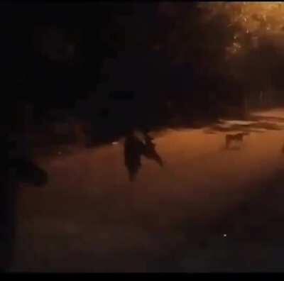 A home security camera caught this on my country (Costa Rica)