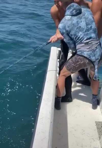 Вываживание тигрового групера