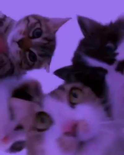 First Post Add squadcatJAM