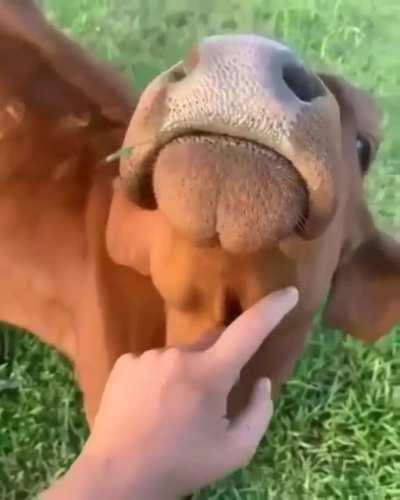 What a big baby 💕