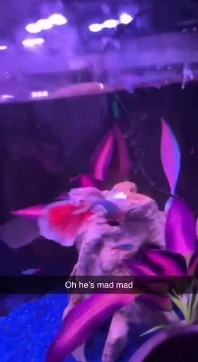 First time seeing him flare when I got him he was completely white