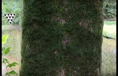 This tree moss is actin’ fucky 🥴