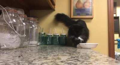 A cat scientist conducts an experiment