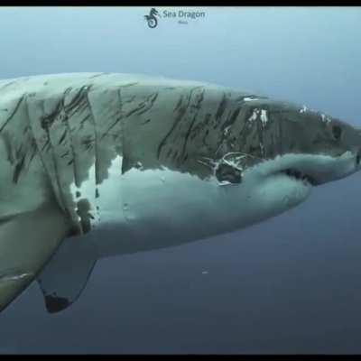 Battle scarred veteran