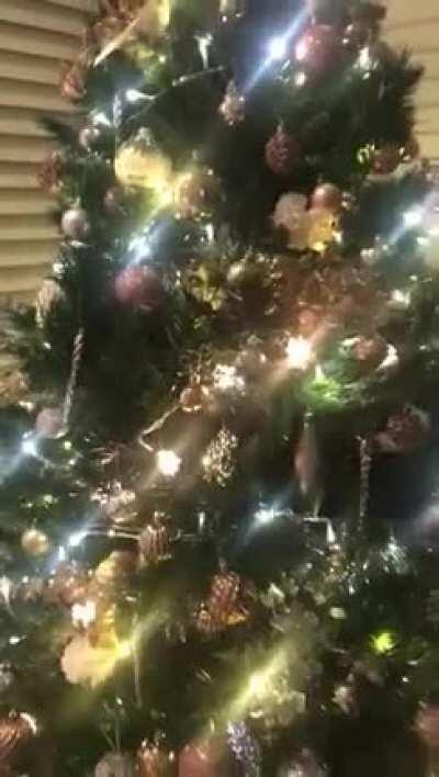 Christmas tree inspector