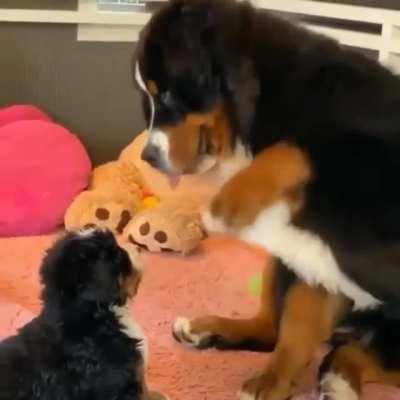LaRgE dOg BeAtS uP SmAlLeR DoG BrUtaLly