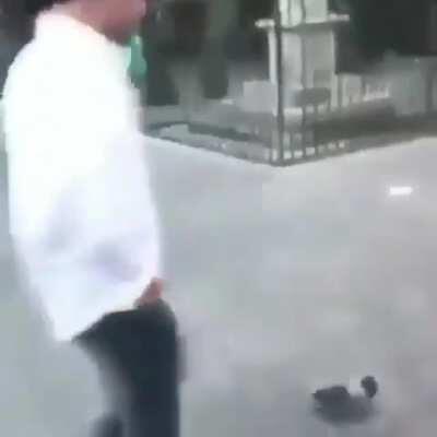 Pigeon leads a man into a trap.