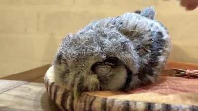 Baby owls sleep laying down because their head is too heavy for them to hold up.