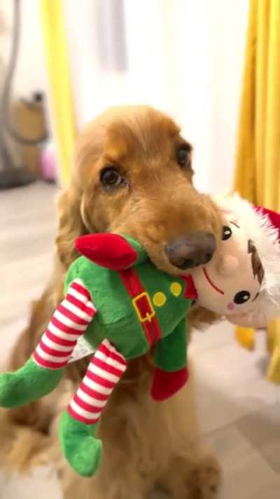 Enzo is wishing you Merry Christmas in advance