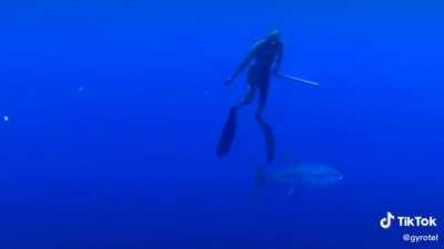 This is why you can&rsquo;t trust fish.