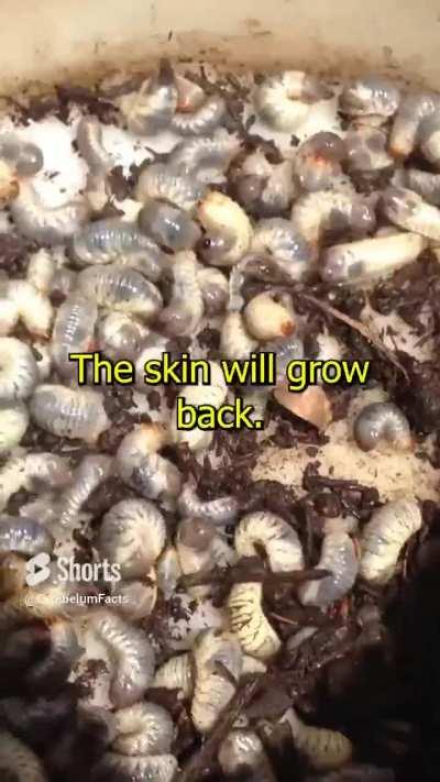 Don't let them lay eggs don't