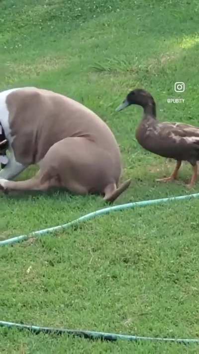 CaRnivOrOuS dUcK fEaStS oN dEfEnSlEsS dOg WhiLe OwNeR jUsT wAtCh It HaPpEn