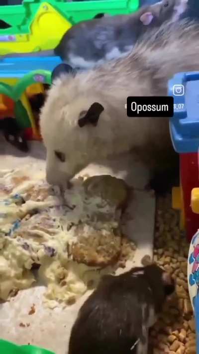 This meme Monday be aware of impersonators. They may be op(ossum)s