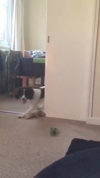 THIS DOG THINKS THE MAN THROWING DARTS ON TV IS TRYING TO PLAY FETCH HIM.