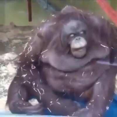 When u/SoyedandSaucey didnt wish Mokne🦧 goodnight ;(