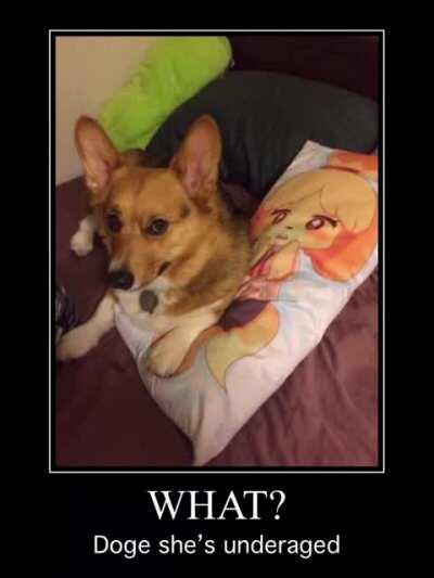 doge is looking at 15 years in federal doge prison