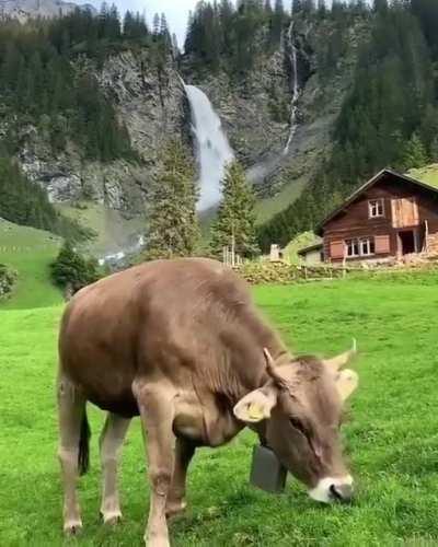 This is beautiful Cow!!!