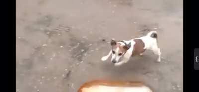 Not the dog twin😭