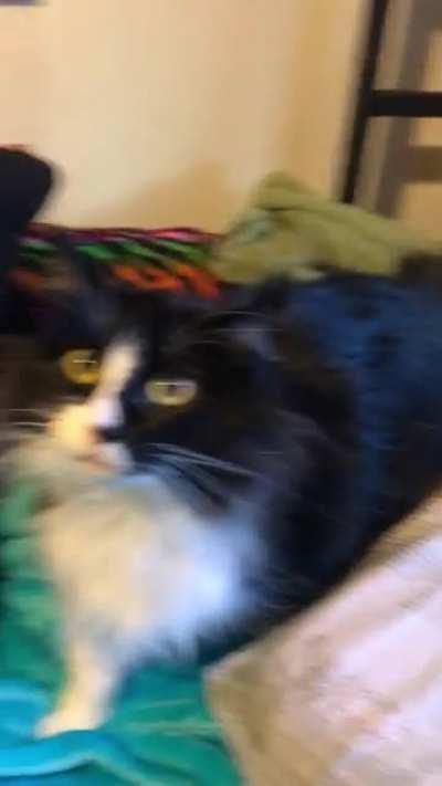 I dressed up as a cat for Dia de Los Muertos and Donkey wasn’t havin it.