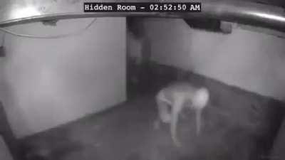 Oompy in his new house