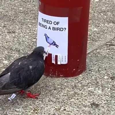 Where’s my chippy?