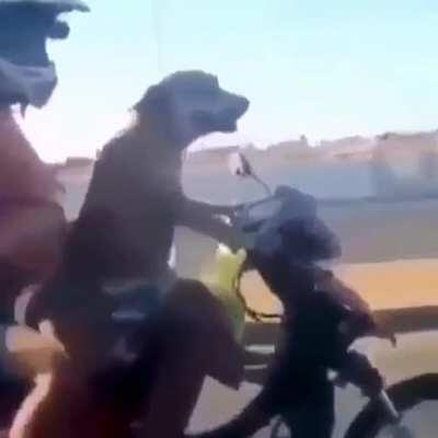 Un cachorro pilotando la moto