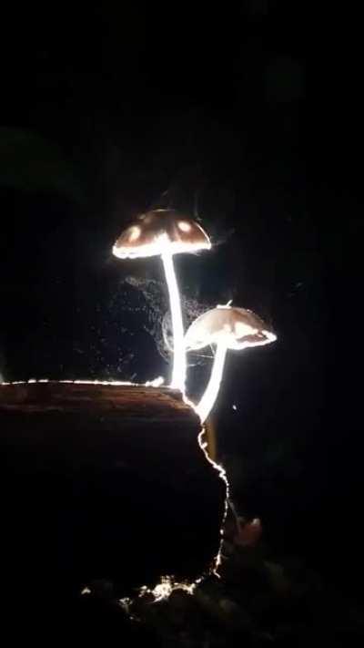 Mushrooms releasing spores 🍄