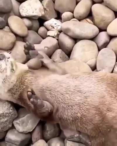 A River otter: also known as the northern river otter or common otter, is a semiaquatic mammal endemic to the North American continent found in and along its waterways and coasts. An adult North American river otter can weigh between 5.0 and 14 kg.