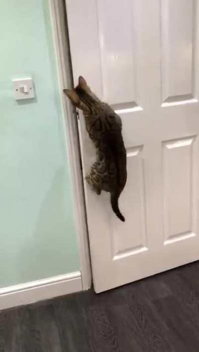 Catculating her escape!