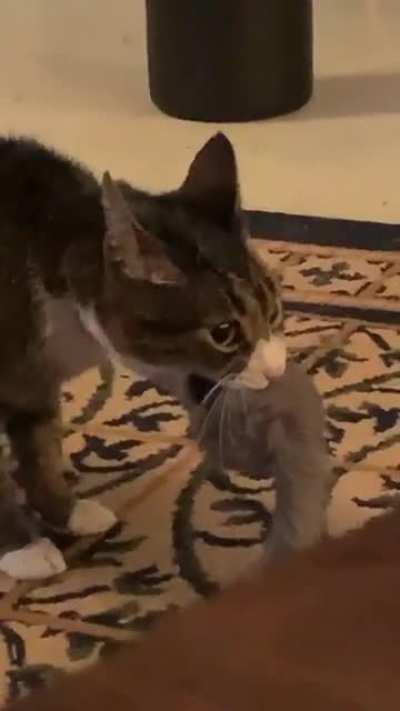 My little screamer Tefnut passed away last week. Hope she’s screaming in heaven.