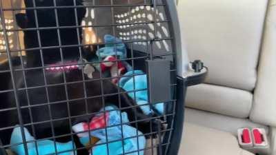 Had to listen to 25 minutes of this today on the way to the vet.