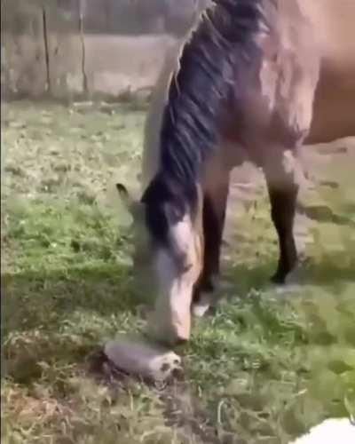 Fearless horse