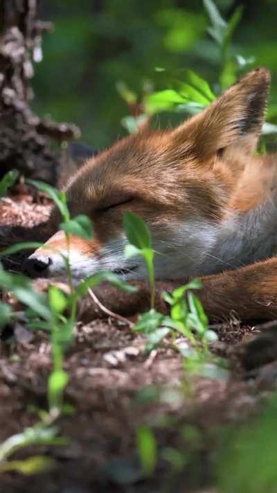 Sleepy fox