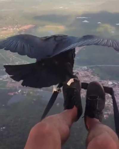 🔥 Vulture Joining a paraglide