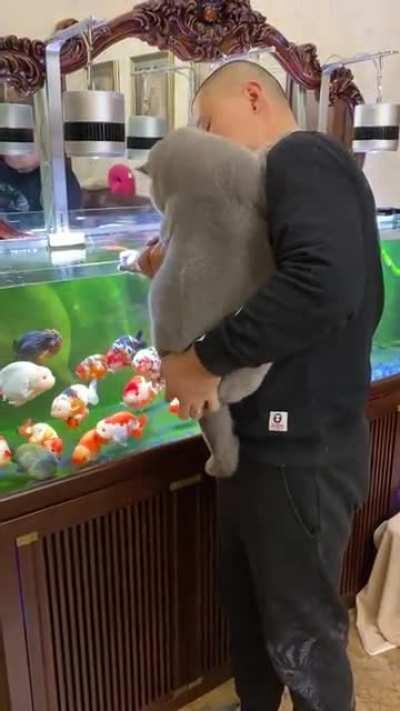 He a Chonkitty Chonk alright