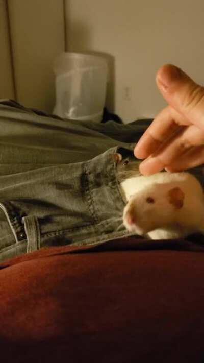 Gave up trying to stop them from getting in there