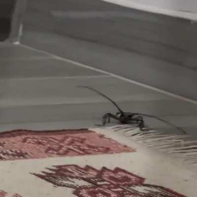 Whatever this thing is (r/nope find)