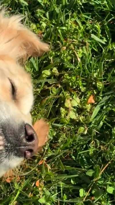 Sunshine is for goldens ☀️